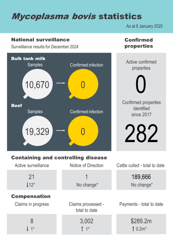 Infographic titled 'Mycoplasma bovis statistics'. It shows that as at 8 January 2025, there were 282 confirmed properties identified since 2017, 0 active confirmed properties, 10,670 bulk tank milk samples taken, 19,329 beef samples taken, and 0 confirmed infections. Other key statistics show that since the last update on 6 December 2024, the number of compensation claims in progress decreased by 1 to 8, the number of Notices of Direction issued remained the same (1), and the number of properties under active surveillance dropped by 12 to 21. The number of cattle culled remains unchanged since last update (189,666).