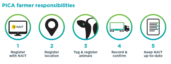 Infographic titled PICA farmer responsibilities. It outlines 5 steps: 1. Register with NAIT, 2. Register location, 3. Tag and register animals, 4. Record and confirm, 5. Keep NAIT up to date.