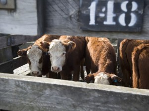 A herd of cows behind a fence