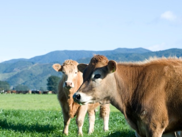 Two cows in a paddock, with hills in the background