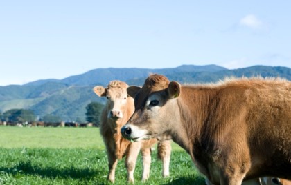 Two cows in a paddock, with hills in the background