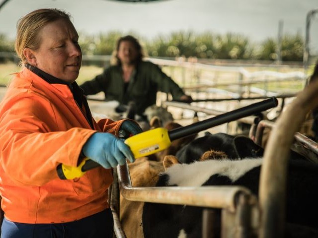 A farmer scans cattle with a wand