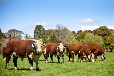 Bulls grazing in a field on a sunny day