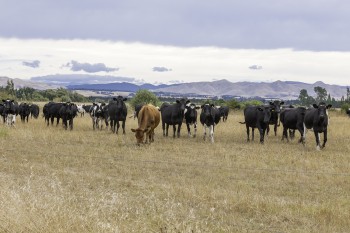 A herd of cattle grazing in a dry field