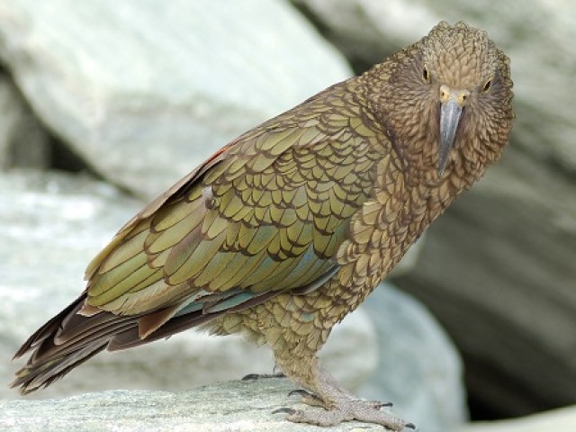 Close up of Kea bird