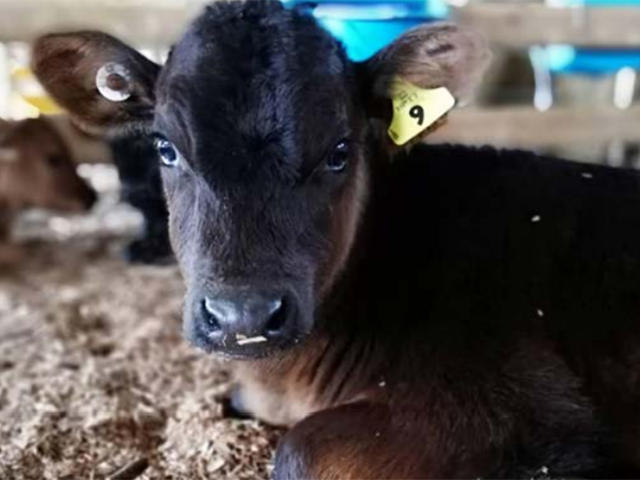 Close up of a calf with ear tag