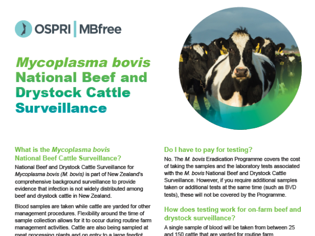 Factsheet cover for ‘Mycoplasma bovis national beef and drystock cattle surveillance’