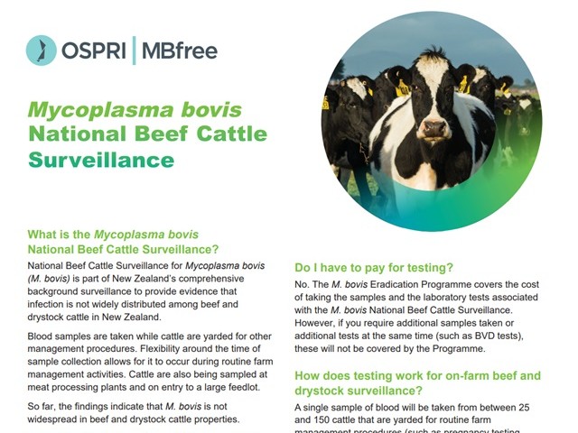 Factsheet cover for ‘Mycoplasma bovis national beef cattle surveillance’