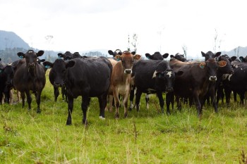 A herd of cows in a farm